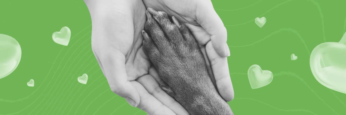 Кейс Perfluence и приюта «Беригиня»: блогерами установлен рекорд активности — более 15 000 постов в день распродаж